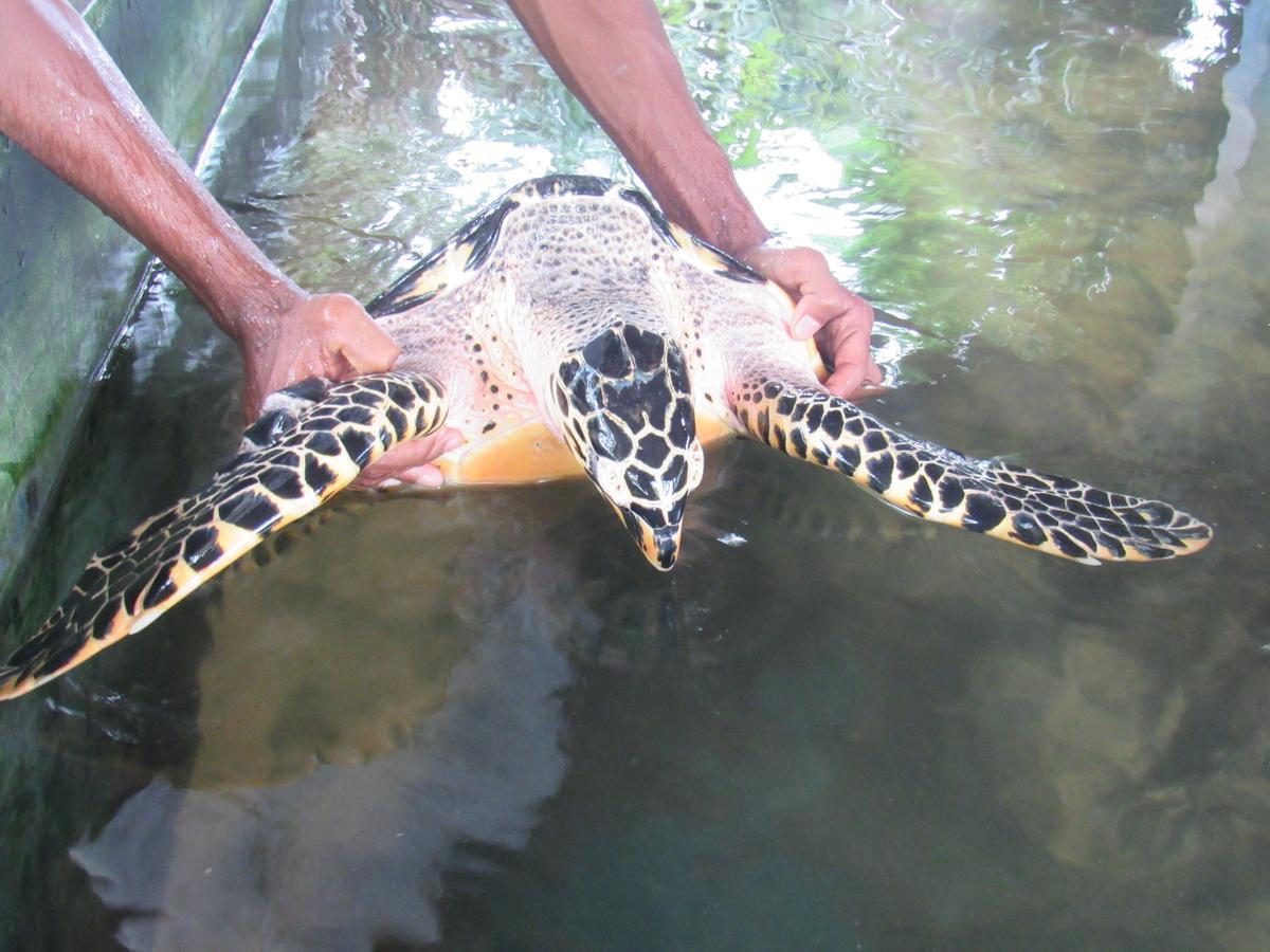 Leatherback Beach Villa Ahungalla Exterior foto