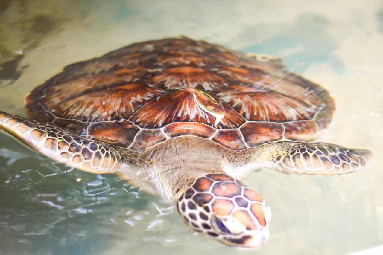 Leatherback Beach Villa Ahungalla Exterior foto